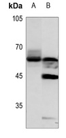 GPR75 antibody