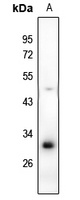 RAB40B antibody