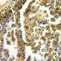 RAB40B Rabbit Polyclonal Antibody