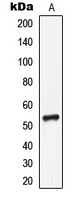 LILRA1 antibody