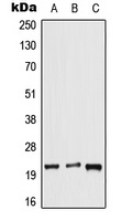 Anti-DUSP14 Antibody