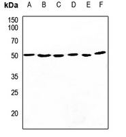 CDC37 antibody