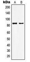 Anti-KAT7 Antibody