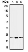 Anti-Kallikrein 8 Antibody