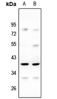 MRPL3 antibody