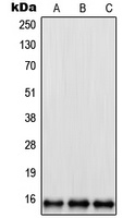 RPL35 antibody