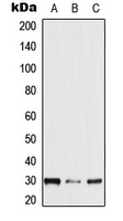 Anti-NXPH2 Antibody
