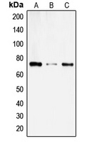 SLC6A14 antibody
