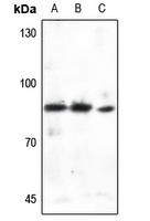 Anti-Cortactin Antibody