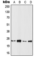 Anti-RRAS2 Antibody