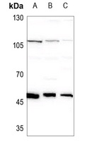 RBM34 antibody