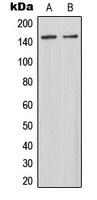 MAST3 antibody