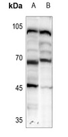 HIC2 antibody