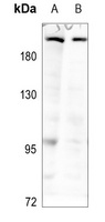 MAST2 antibody