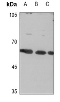 Anti-CLCC1 Antibody