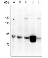 Anti-RGL1 Antibody
