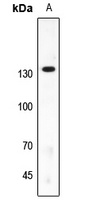 Anti-SAP130 Antibody