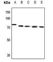 ABCB10 antibody