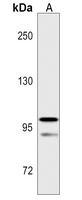Anti-ABCA5 Antibody