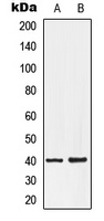 LPAR3 antibody