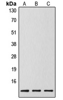 Anti-Caspase 14 p10 Antibody