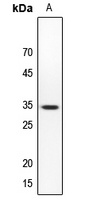 SMUG1 antibody