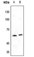 SHC2 antibody