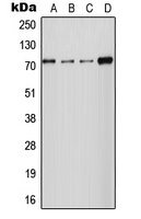 SLC24A2 antibody