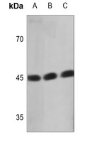 ATXN10 antibody
