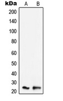 TNFAIP8 antibody