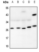 RAB26 antibody