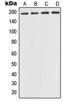 POLR1A antibody