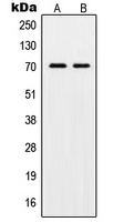 Anti-POT1 Antibody