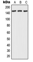 Anti-RPAP1 Antibody