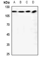 Anti-RANBP6 Antibody