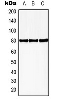 Anti-HBP1 (Phospho-S402) Antibody