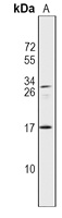 IL37 antibody