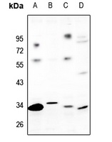 GPR82 antibody