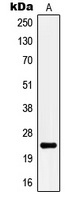 KCNMB4 antibody