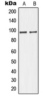 Anti-GIT1 Antibody