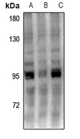 UHRF1 antibody