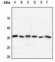 GPR171 antibody