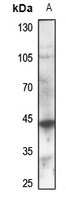 GPR132 antibody