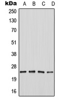 SERTAD1 antibody