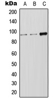 LRP12 antibody