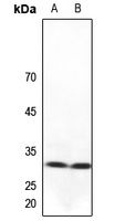 NXPH1 antibody