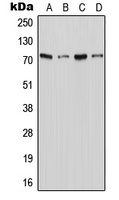 Anti-XTRP2 Antibody