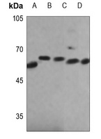 NOX4 antibody