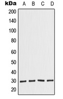 COPS7A antibody