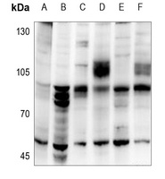 CYP39A1 antibody